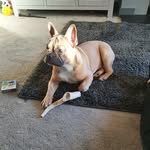 Roxanne Atkinson - @frenchbulldog.kobe2020 - Instagram