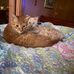Roxanne Ballard - Facebook