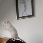 Roxanne Barton - @montybradley.gerbilhamsters - Instagram