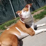 Rᴏxᴀɴɴᴇ Bᴇᴇʙᴇ - @rednoseamstaffy_roxanne - Instagram