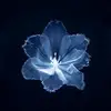 Roxie Blackwell - @roxie.blackwell - TikTok