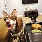Ash & Roxanne Bonner 💕🐕 - @wildwestdieselpuppies - Instagram