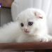 Roxanne Champlin - Facebook