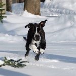 Roxanne Conrad - @roxannethepooch - Instagram