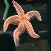 roxannecortez655 - @roxannecortez655 - TikTok