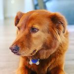 Roxanne Davidson-Crookall - @redheadroxydog - Instagram