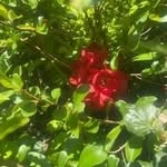 Roxanne Draper - @roxannedraper62 - Instagram