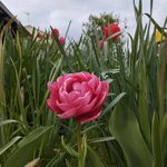 Roxanne Greene - @roxannegreenepoet - Instagram