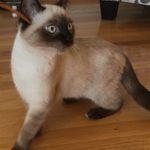 Roxanne Greene - @mybeautifulfelines - Instagram