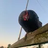 Roxanne hanson - @rls7699 - TikTok