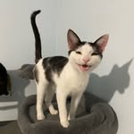 Roxanne Humphrey - @misfit.island.fosters - Instagram