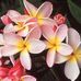 Roxanne Kerner - Facebook