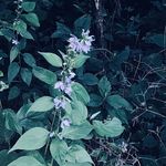 Roxanne Lang - @roxanne.lang.50 - Instagram