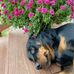 Roxanne Lehman - Facebook