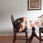 Roxanne Lyons - @roxanneschnelllyons - Instagram