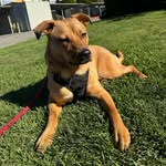 Roxy (Roxanne) Fregoso-McBride - @roxy.fm.thepup - Instagram