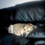 Roxanne Pace - @roxannepace62 - Instagram