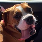 Roxanne Read 🐶 - @roxydaboxy - Instagram