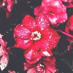 Roxanne Reilly - @jakecoleman28 - Instagram