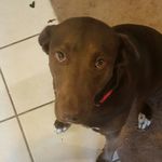 Cocoa Roxanne Ricketts - @_cocoa._.the_fabulous_pupper_ - Instagram