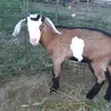 roxannericketts - @roxannericketts - TikTok