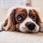 Roxanne Riley - @dogs_ilove_adventure - Instagram