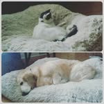 Roxanne & Ringo - @roxanne.ringo - Instagram