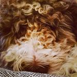 Roxanne Panicacci - @roxanne_rocks_ - Instagram