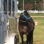 Roxanne Rollins - @sundancebarrelhorses - Instagram