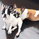 Roxanne Rushing Werchola - @winnie_and_wiley - Instagram