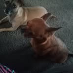 Roxanne Russo - Facebook