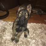 Roxanne - @roxannetheshepherd - Instagram