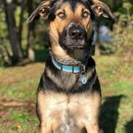 Roxanne - @roxanne.the.shepherd - Instagram