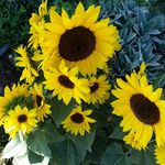 Roxanne Shirley Schutt - @rockzee_being_well - Instagram