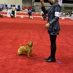 Roxanne sutton - @juslynterriers - Instagram