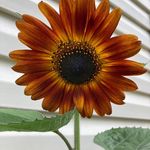 Roxanne Wagner - @roxanne.wagner.16 - Instagram