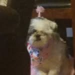 Roxie - @roxiethefluffball - Instagram