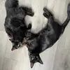 The Pets & Jess - @roxiemavandtheozzball - TikTok