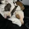 Roxie.Benjamin - @rox.jaminthepitbulls - TikTok
