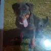 Roxiebloom - @roxiebloom - TikTok