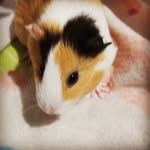 cookie & roxie - @cookie.and.roxie - Instagram