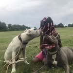 Roxie,cookie,mama - @largomamabear12 - Instagram