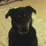 Roxie Cox - @roxie_the_dog_here - Instagram