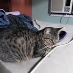 Roxie Cross - @roxie.cross.169 - Instagram