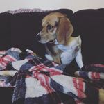 Roxie Cross - @roxanneroxstar - Instagram