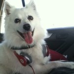 Roxie - @roxie_mae_crosson - Instagram