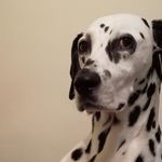 Roxie - @roxie_of_crossdale - Instagram