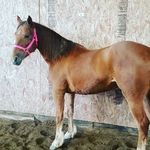 Roxie the Horse - @roxie_the_draft_cross - Instagram