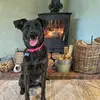 RoxieTheCross - @roxiethecross - TikTok