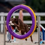 ʀᴏxɪᴇᴛʜᴇᴄʀᴏꜱꜱʙʀᴇᴇᴅ - @roxie_the_crossbreed - Instagram